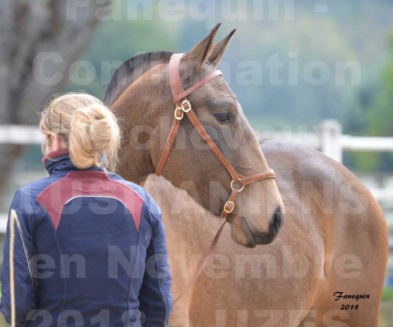 Confirmation de chevaux LUSITANIENS aux Haras d'UZES Novembre 2018 - LAMOUR DU CASTEL - Portraits - 2