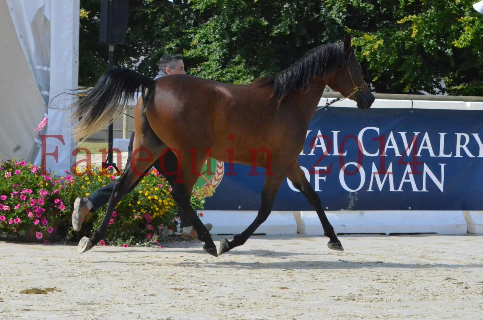 Championnat de FRANCE 2014 - Amateurs - KAL'ELLE D'ELHORIA - 62