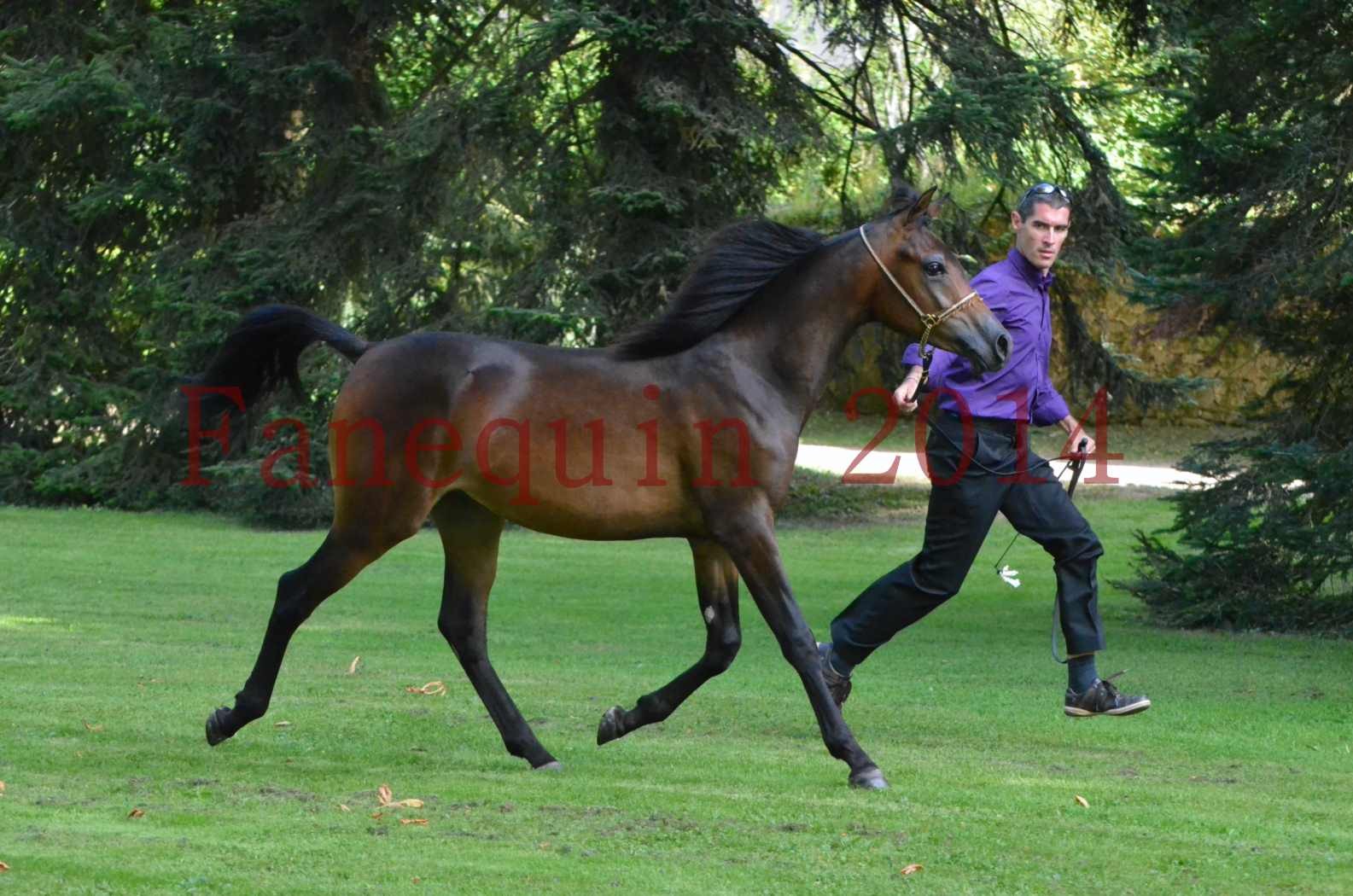 Championnat de FRANCE 2014 - Amateurs - SH FARAJAA - 79