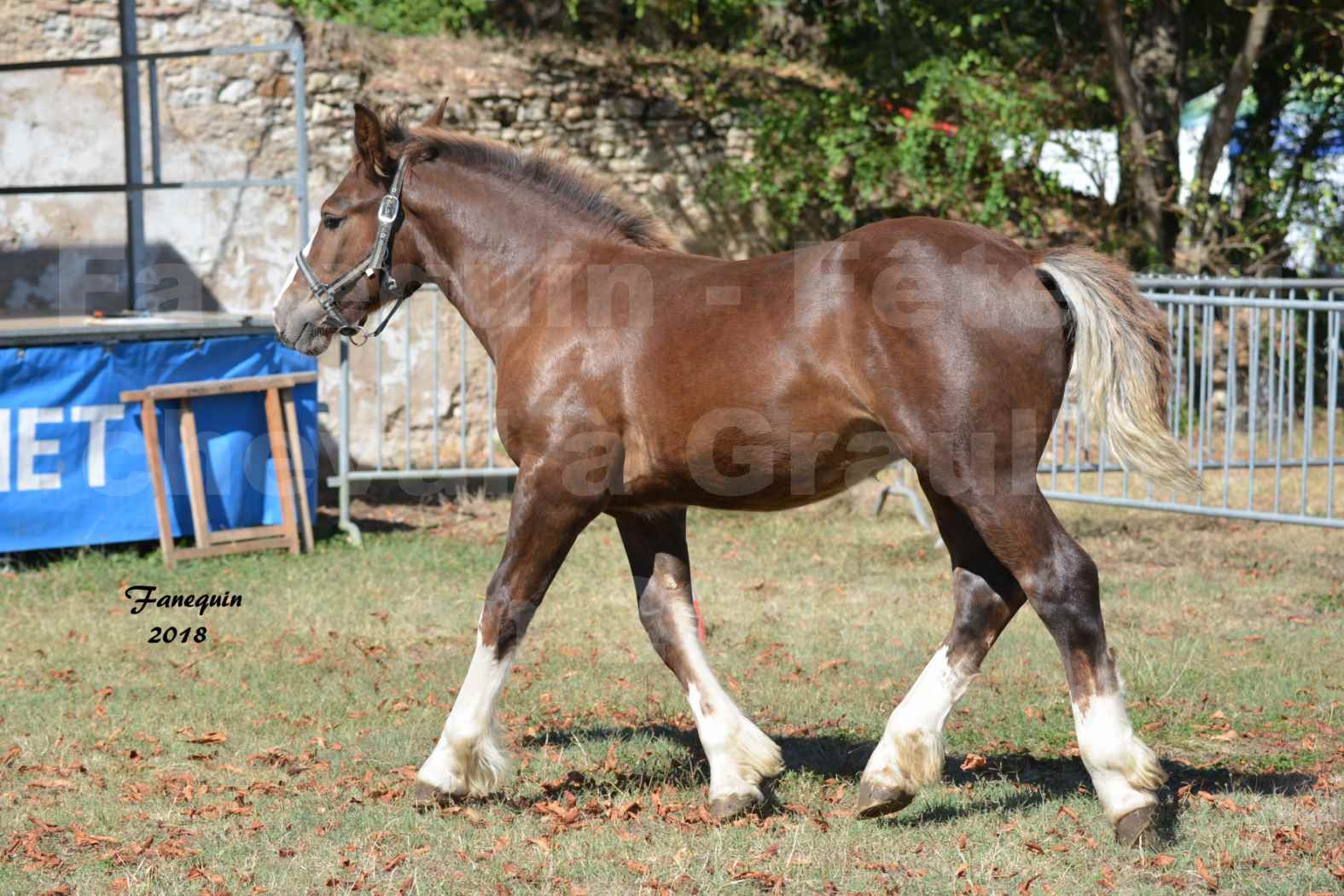 Fête du cheval à GRAULHET le 16 septembre 2018 - Concours Départemental de chevaux de traits - 27