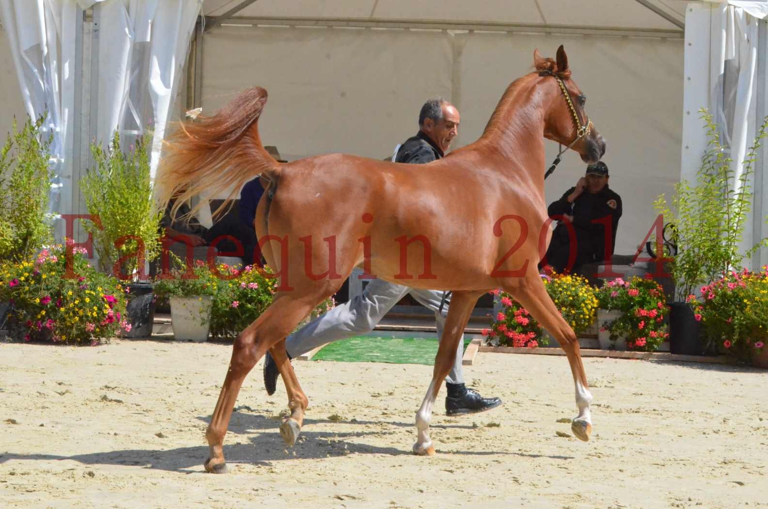 Championnat de FRANCE 2014 - Amateurs - SH CALLAS BINT ARMANI - 37