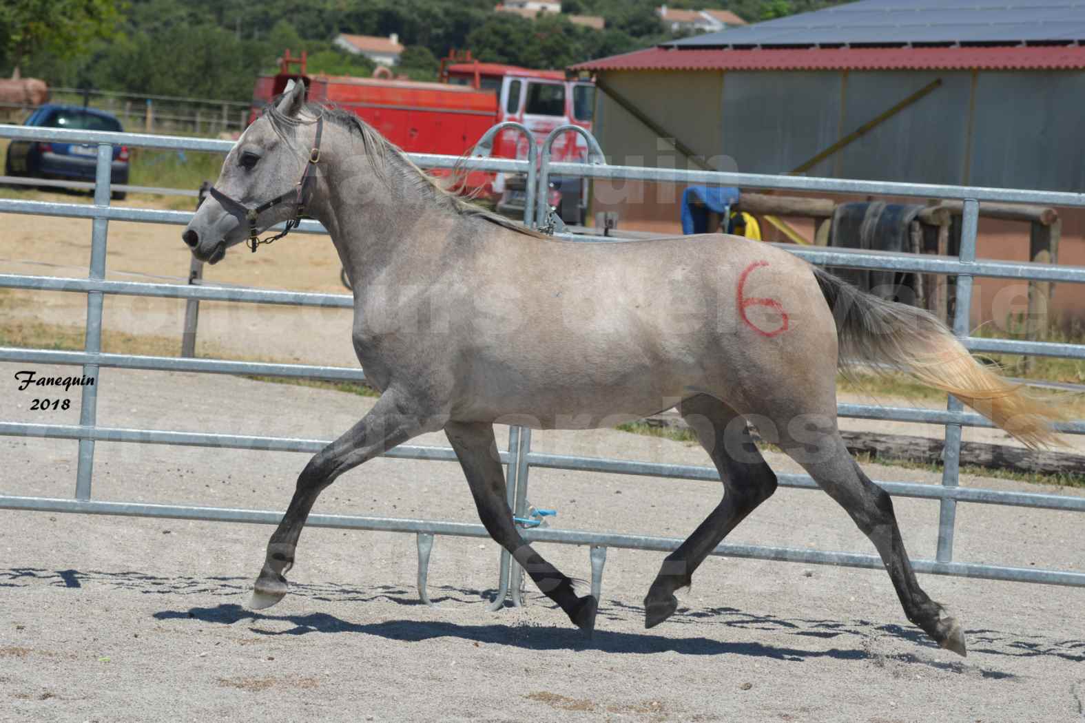 Concours d'Elevage de chevaux Arabes  le 27 juin 2018 à la BOISSIERE - GAZAK D'AURIERES - 04