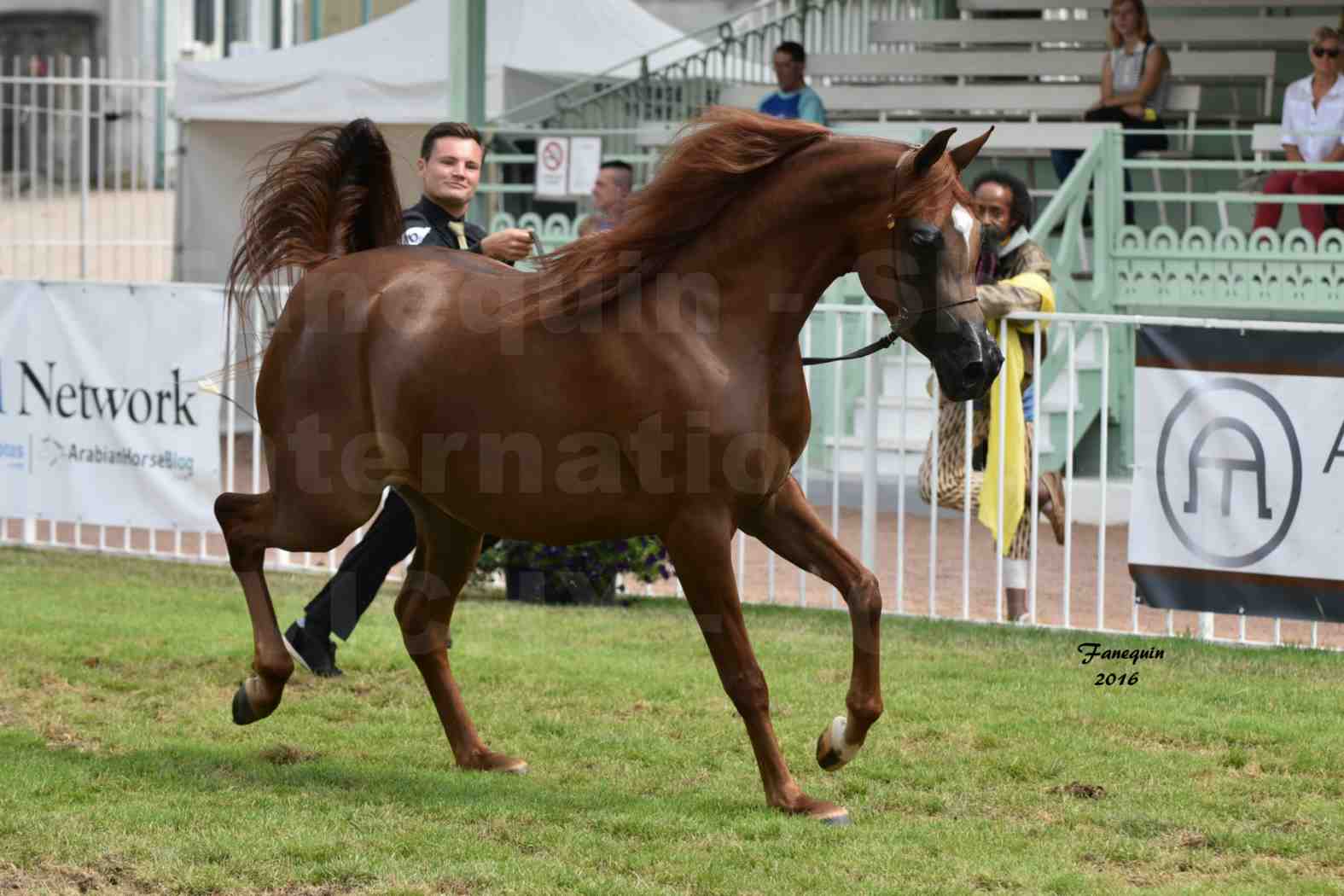 International Arabian Horse Show B de VICHY 2016 - PEARL DE DJOON - Notre Sélection - 30