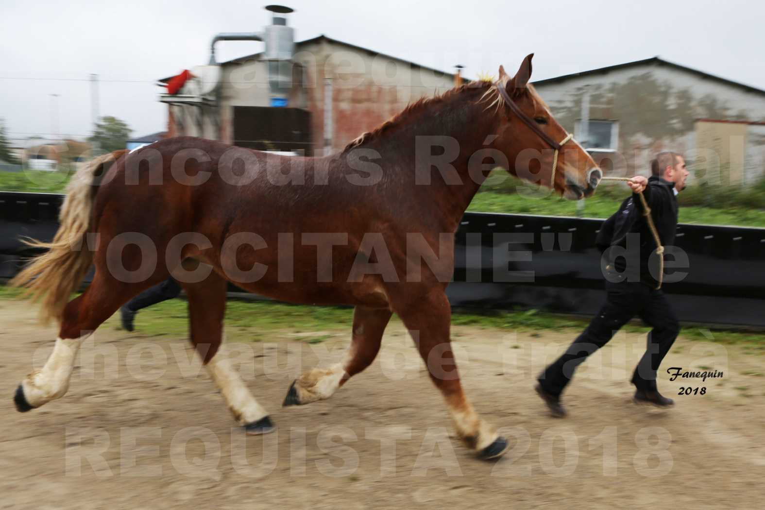 Concours Régional "OCCITANIE" de Chevaux de Traits à REQUISTA en 2018 - GENEREUSE DE LA NOE - 3