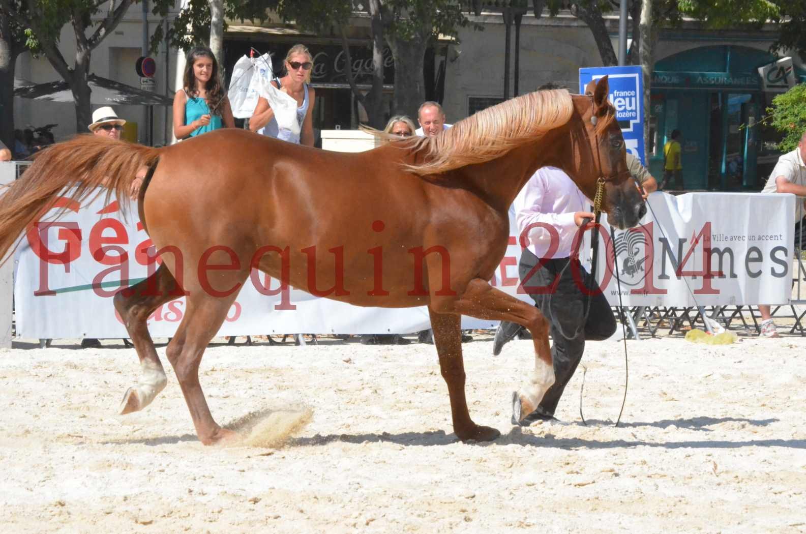 Concours National de Nîmes de chevaux ARABES 2014 - Championnat - MASSAI DE BARREL - 29