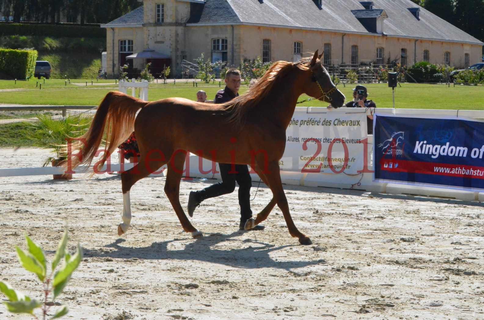 Championnat de FRANCE 2014 - Amateurs - SELECTO IBN SAMAWI - 007