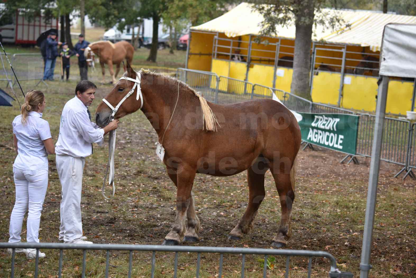 Concours Régional de chevaux de traits en 2017 - Trait COMTOIS - FIDJY DE GRILLOLES - 09