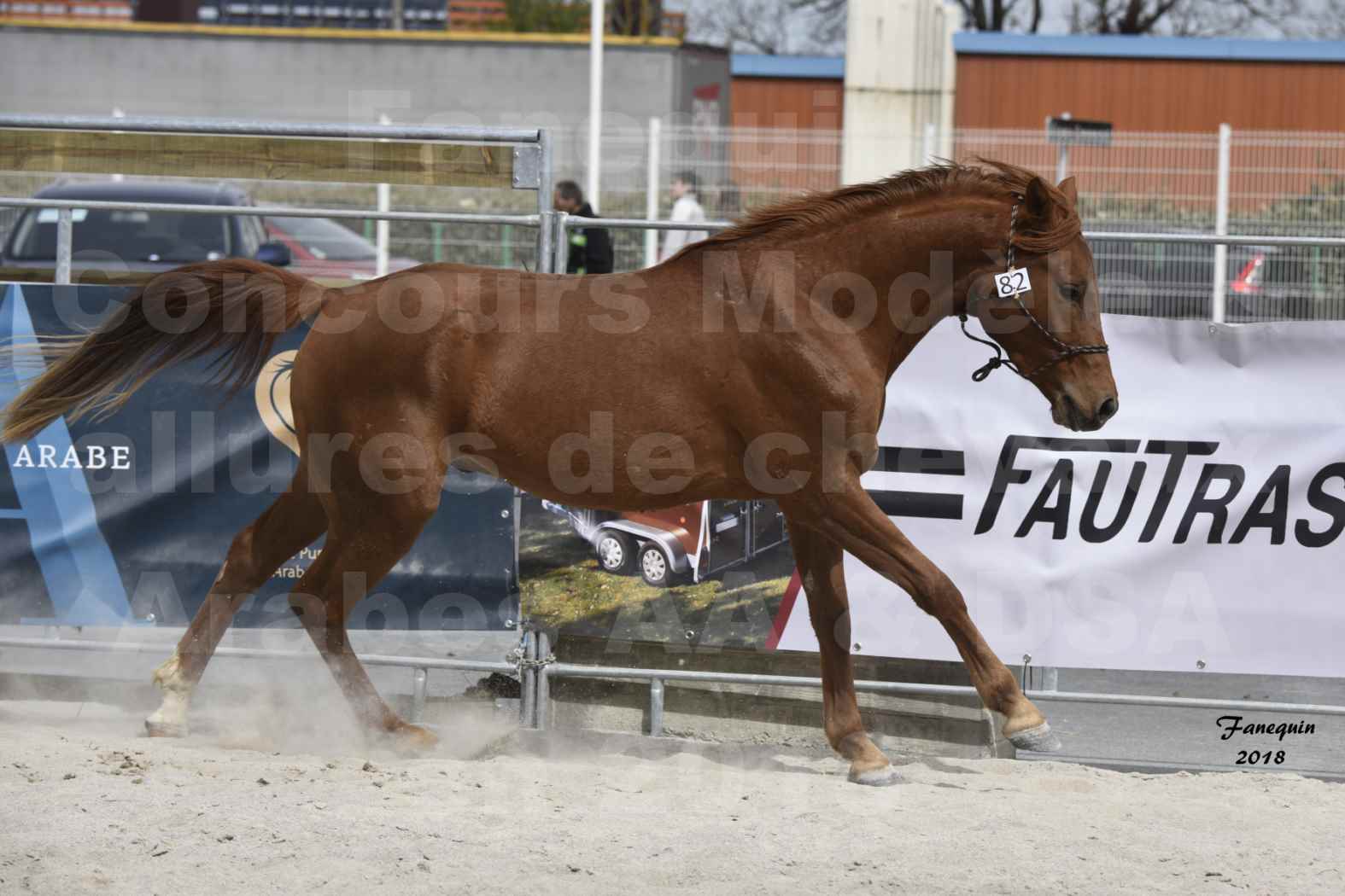 Concours d'élevage de Chevaux Arabes - D. S. A. - A. A. - ALBI les 6 & 7 Avril 2018 - FOXTROT DU GRIOU - Notre Sélection - 4