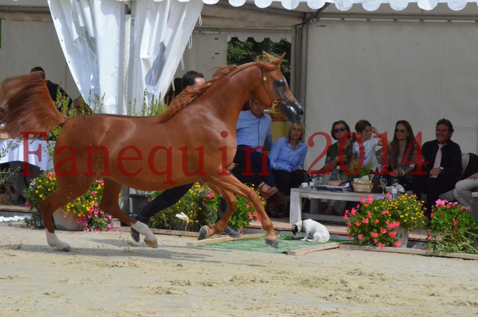 ﻿CHAMPIONNAT DE FRANCE 2014 A POMPADOUR - Championnat - KINSHASA JA - 30