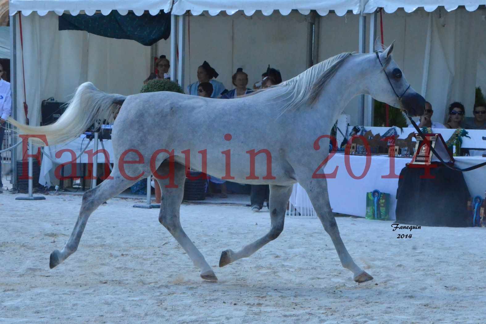 Concours National de Nîmes de chevaux ARABES 2014 - Notre Sélection - ELLESTERA - 02