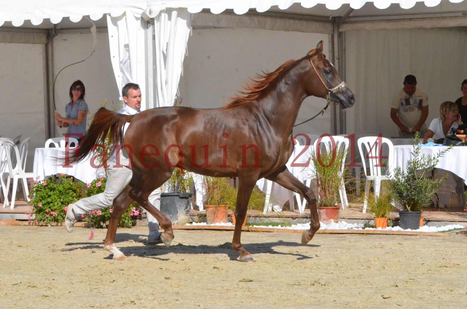 Championnat de FRANCE 2014 - Amateurs - LAMAL - 54