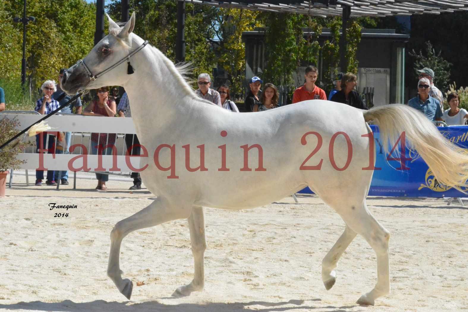 Concours National de Nîmes de chevaux ARABES 2014 - ENVY ETERNITY - 09