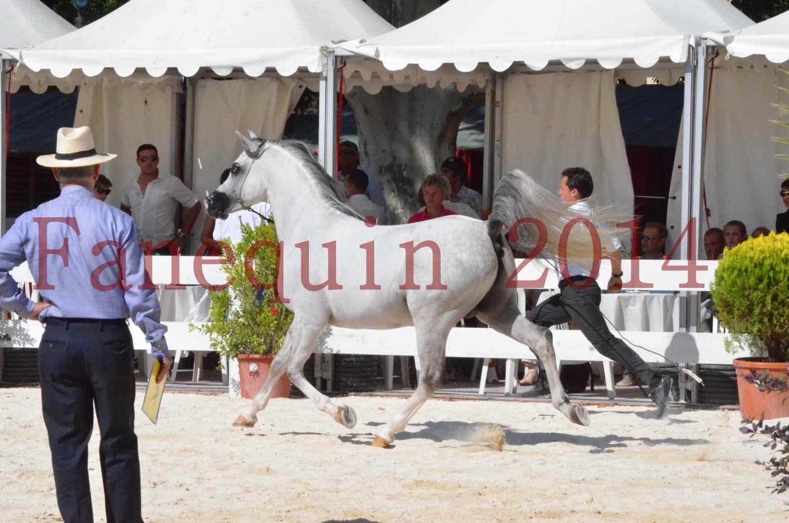 Concours National de Nîmes de chevaux ARABES 2014 - Sélection - SHAOLIN DE NEDJAIA - 10