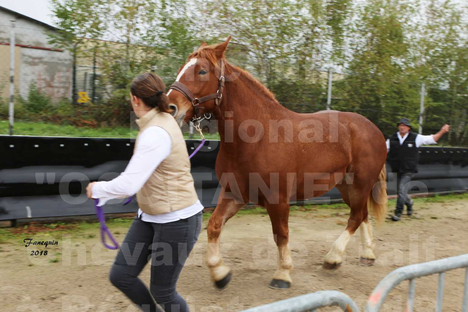 Concours Régional "OCCITANIE" de Chevaux de Traits à REQUISTA en 2018 - GLYCINE 5 - 5