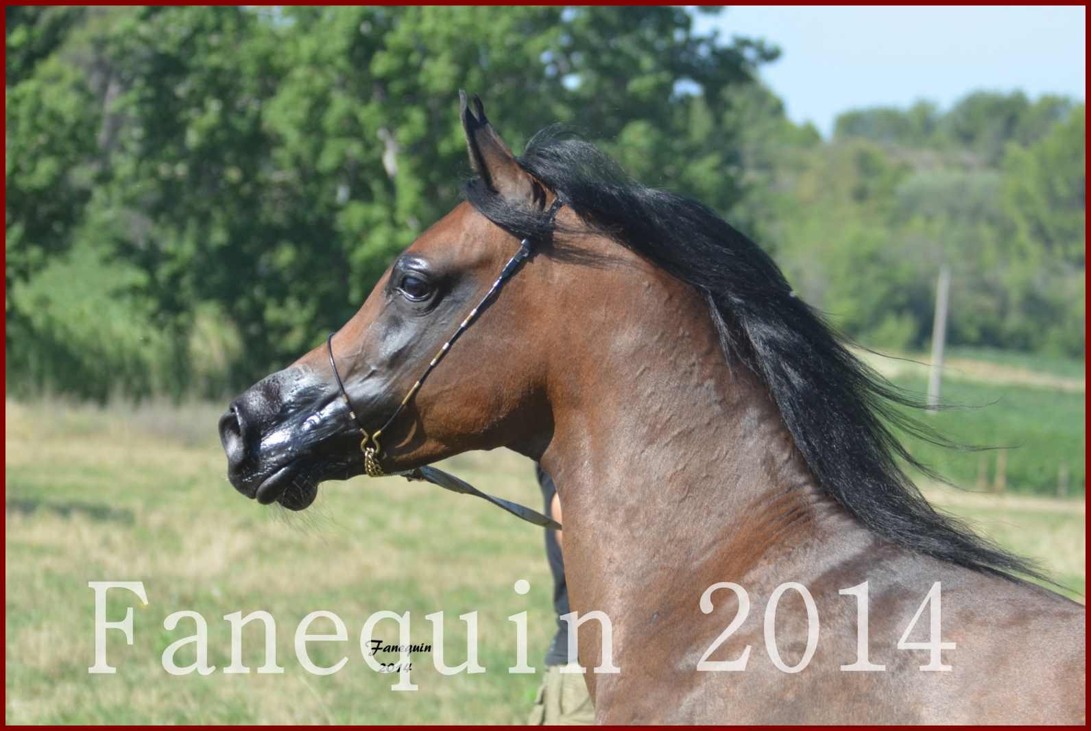 Domaine de LAMARRE - Jument ARABE Baie - SW ANGELIKA - Portraits - 2