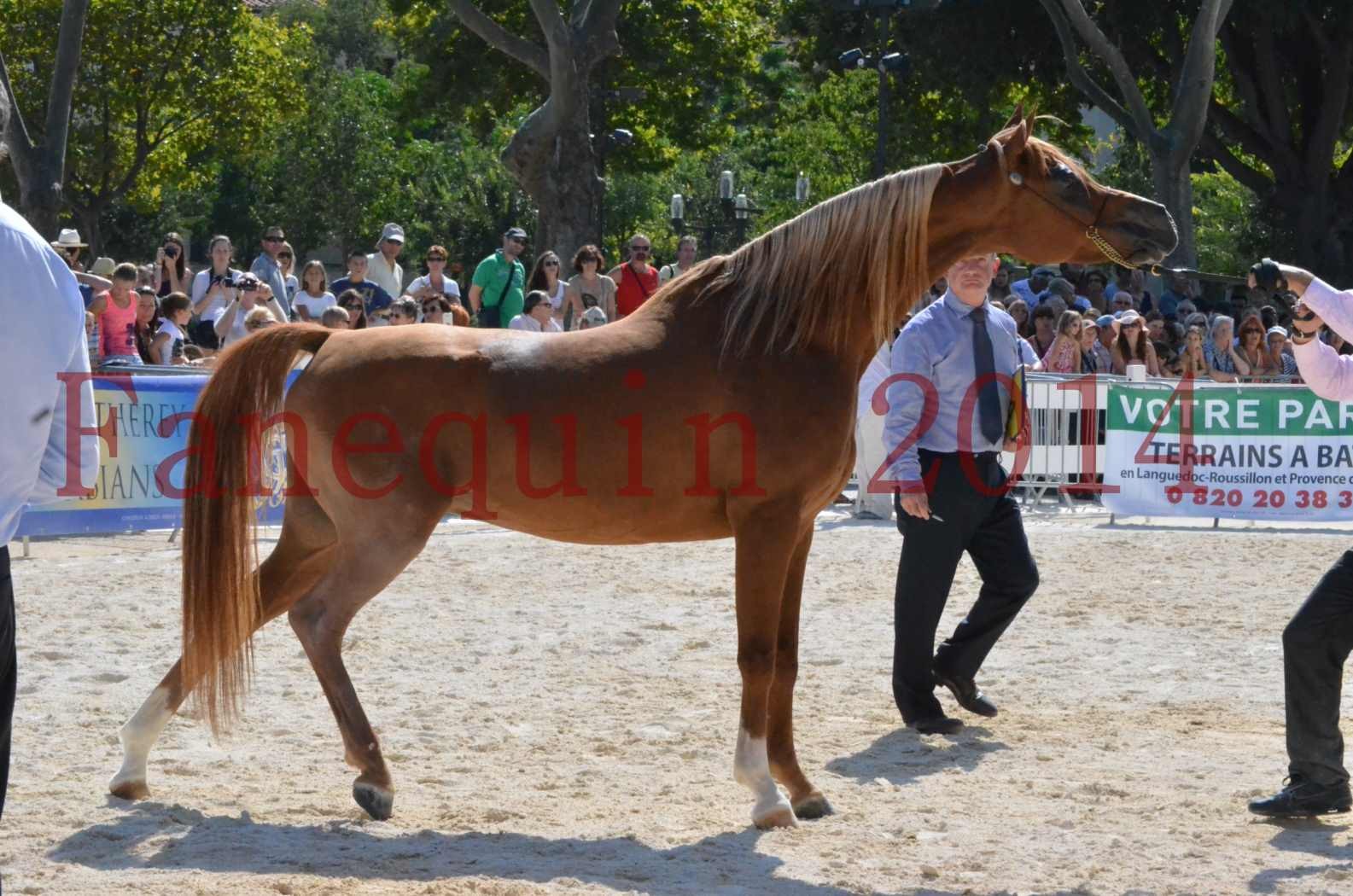 Concours National de Nîmes de chevaux ARABES 2014 - Championnat - MASSAI DE BARREL - 41