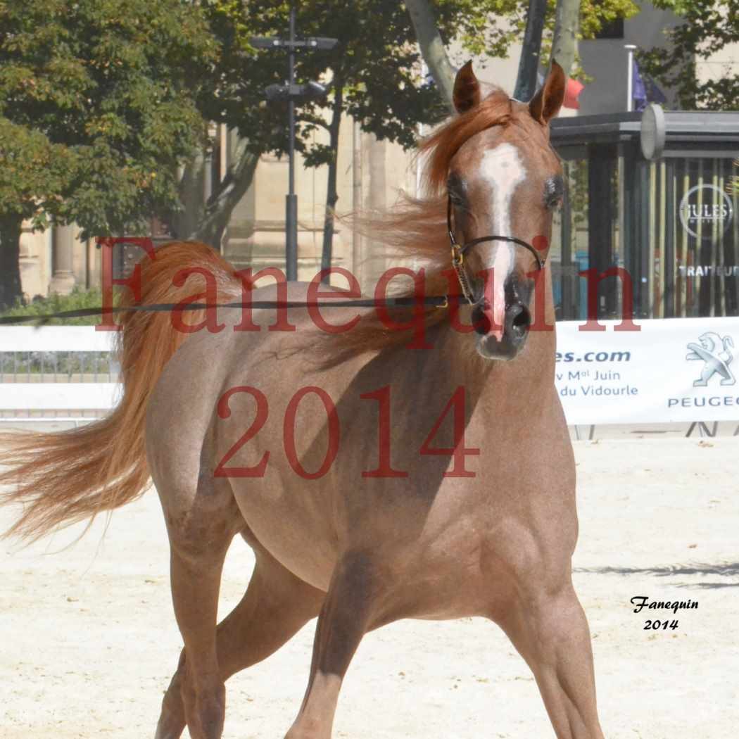 Concours National de Nîmes de chevaux ARABES 2014 - Notre Sélection - Portraits - ABYSS DE RODET - 3