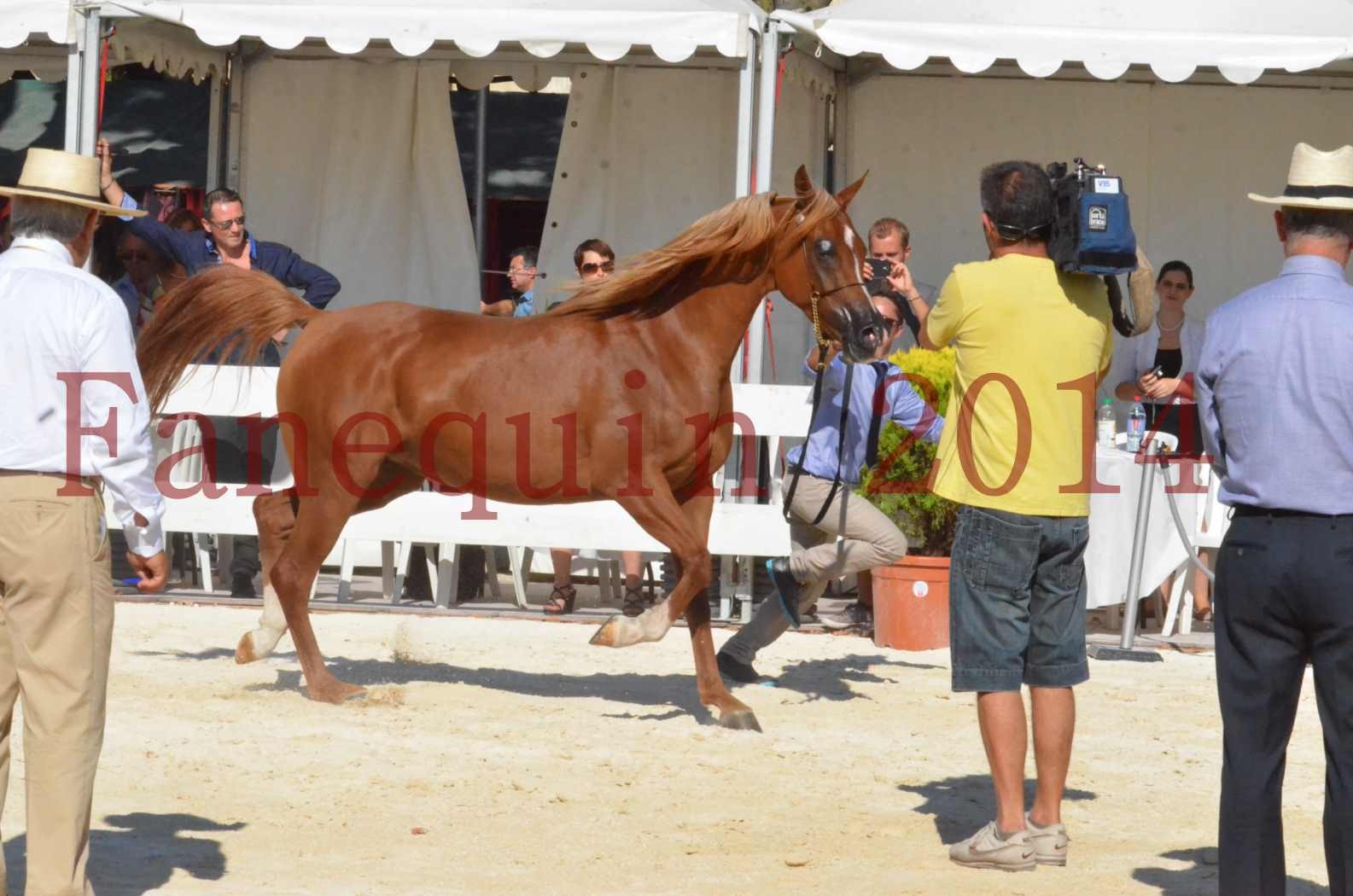 Concours National de Nîmes de chevaux ARABES 2014 - Championnat - MASSAI DE BARREL - 58