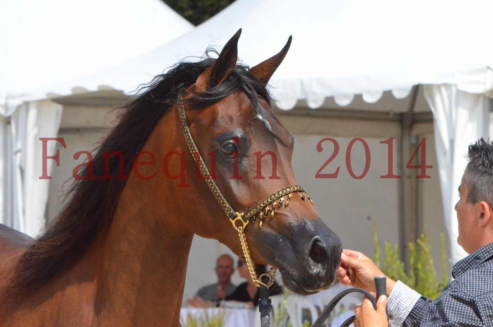 Championnat de FRANCE 2014 - Amateurs - KAL'ELLE D'ELHORIA - 90