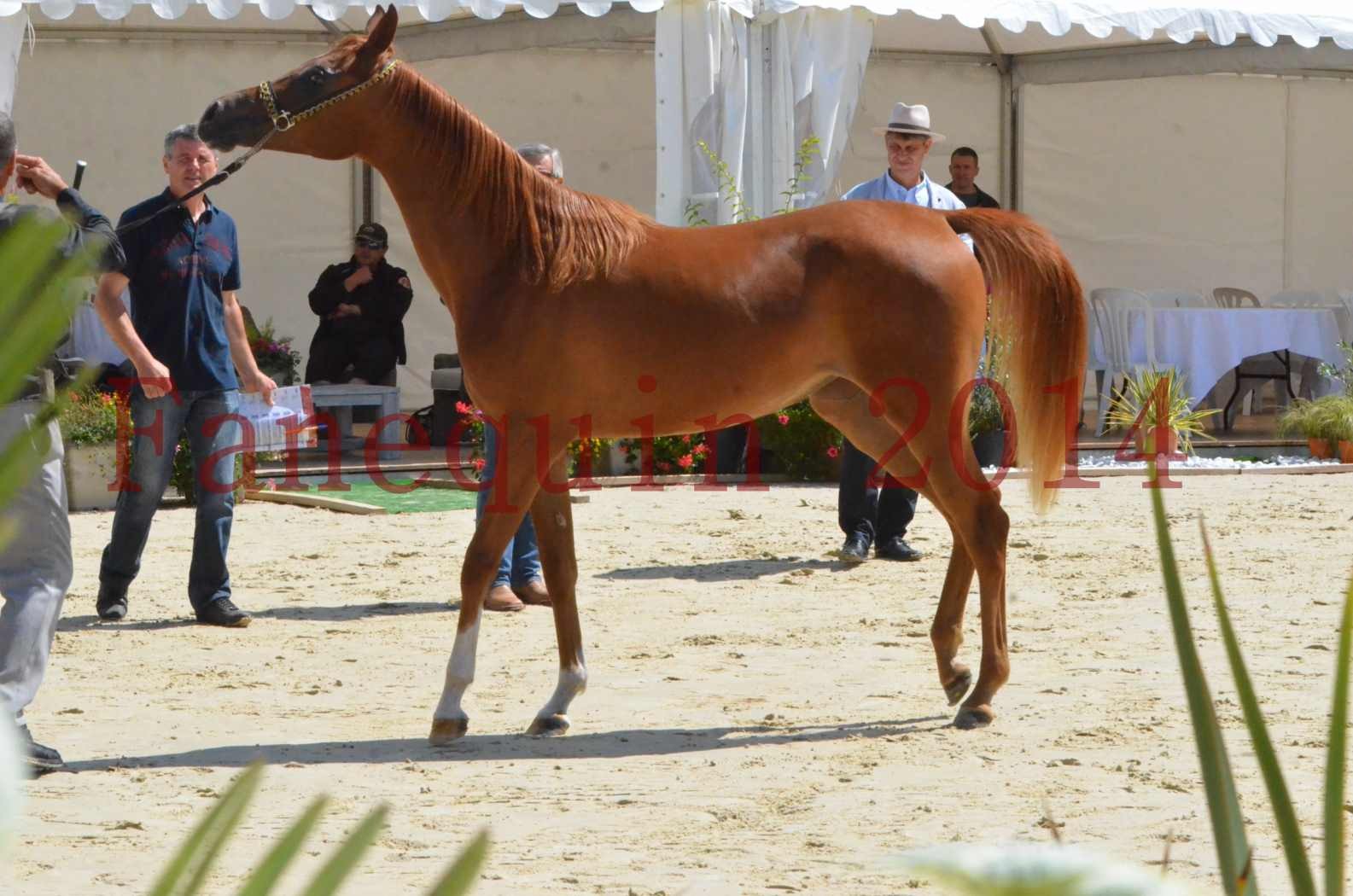 Championnat de FRANCE 2014 - Amateurs - SH CALLAS BINT ARMANI - 43