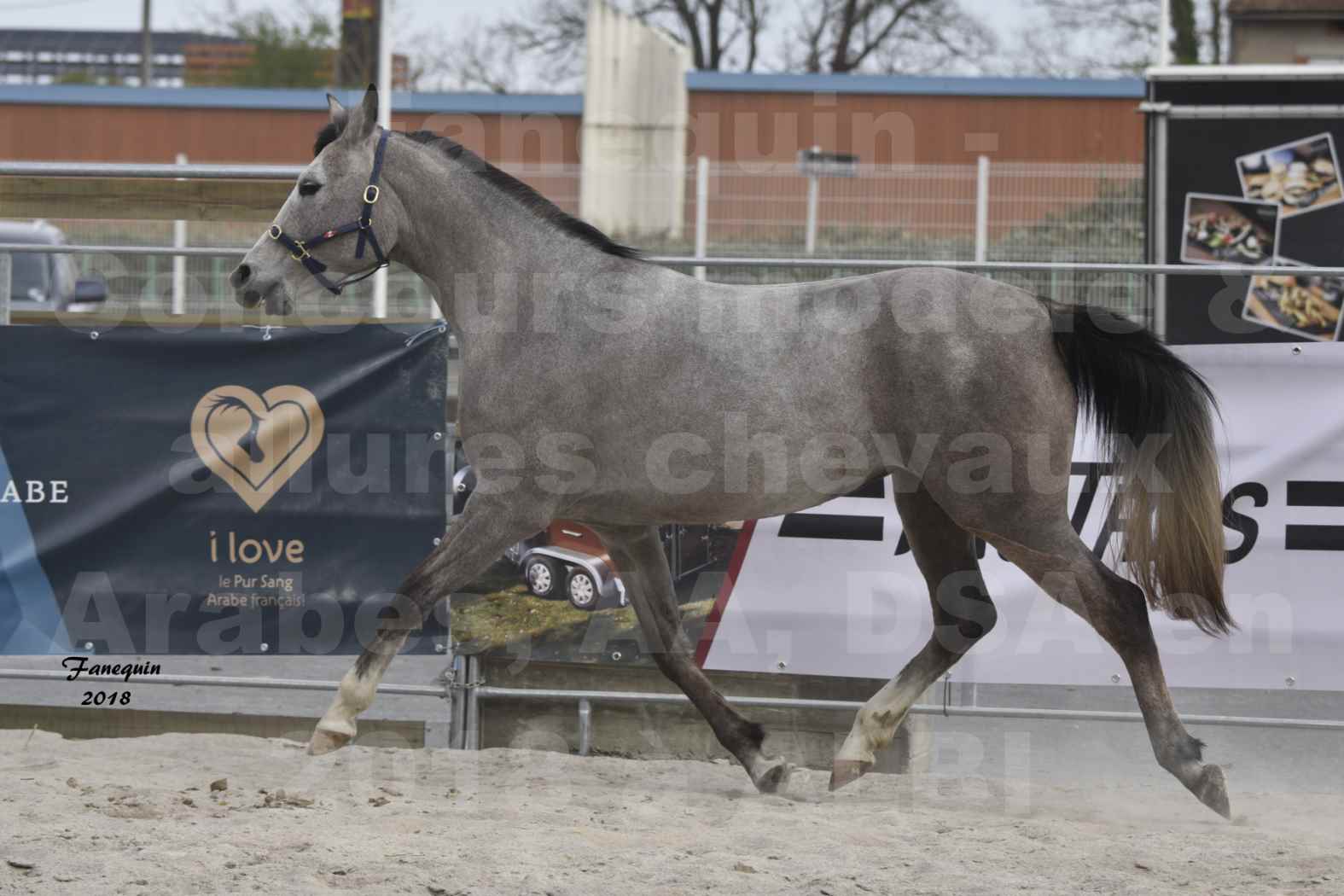 Concours d'élevage de Chevaux Arabes - D. S. A. - A. A. - ALBI les 6 & 7 Avril 2018 - FESIHAMKA ARTAGNAN - Notre Sélection - 6