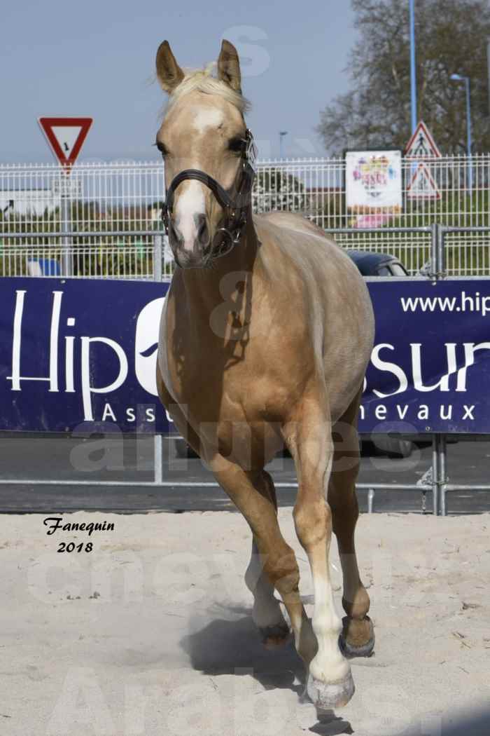 Concours d'élevage de Chevaux Arabes - D. S. A. - A. A. - ALBI les 6 & 7 Avril 2018 - GOLD DE DARRE - Notre Sélection - 7