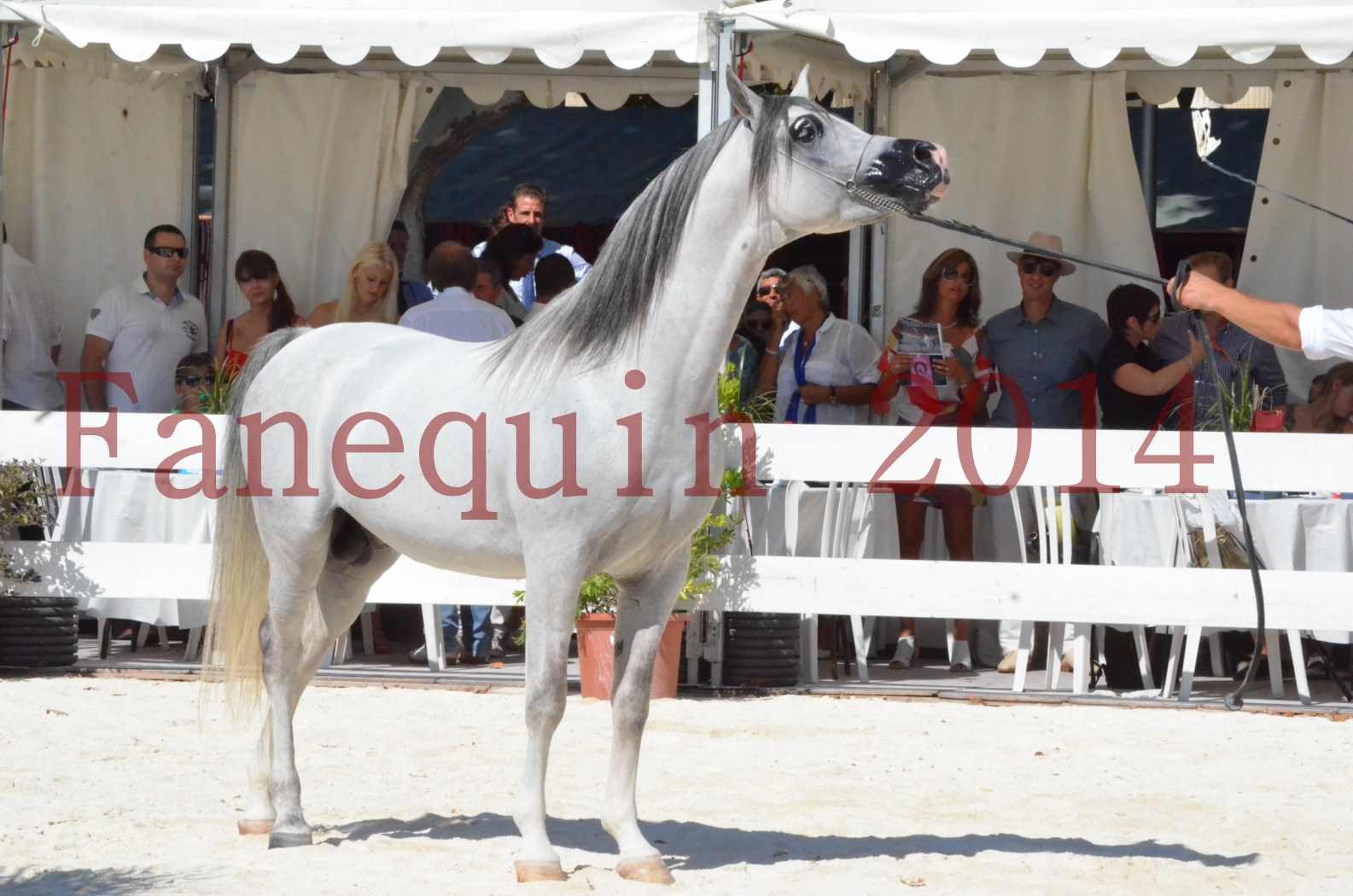 Concours National de Nîmes de chevaux ARABES 2014 - Sélection - SHAOLIN DE NEDJAIA - 82