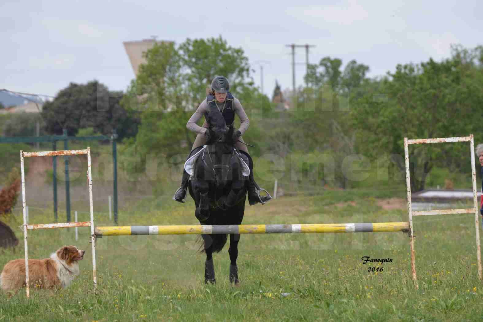 Elevage ARABOFRISON de Noémie CHARNAY - Étalon ARABOFRISON - ARDAN DU BELIER - 12