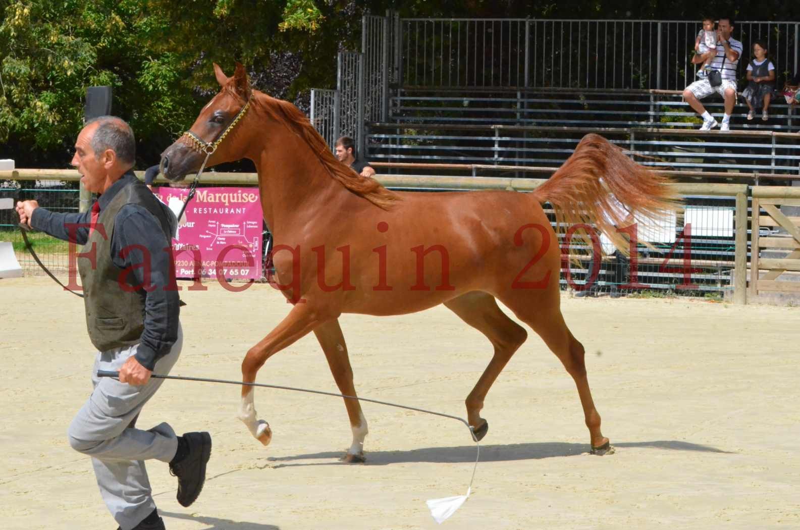 Championnat de FRANCE 2014 - Amateurs - SH CALLAS BINT ARMANI - 03