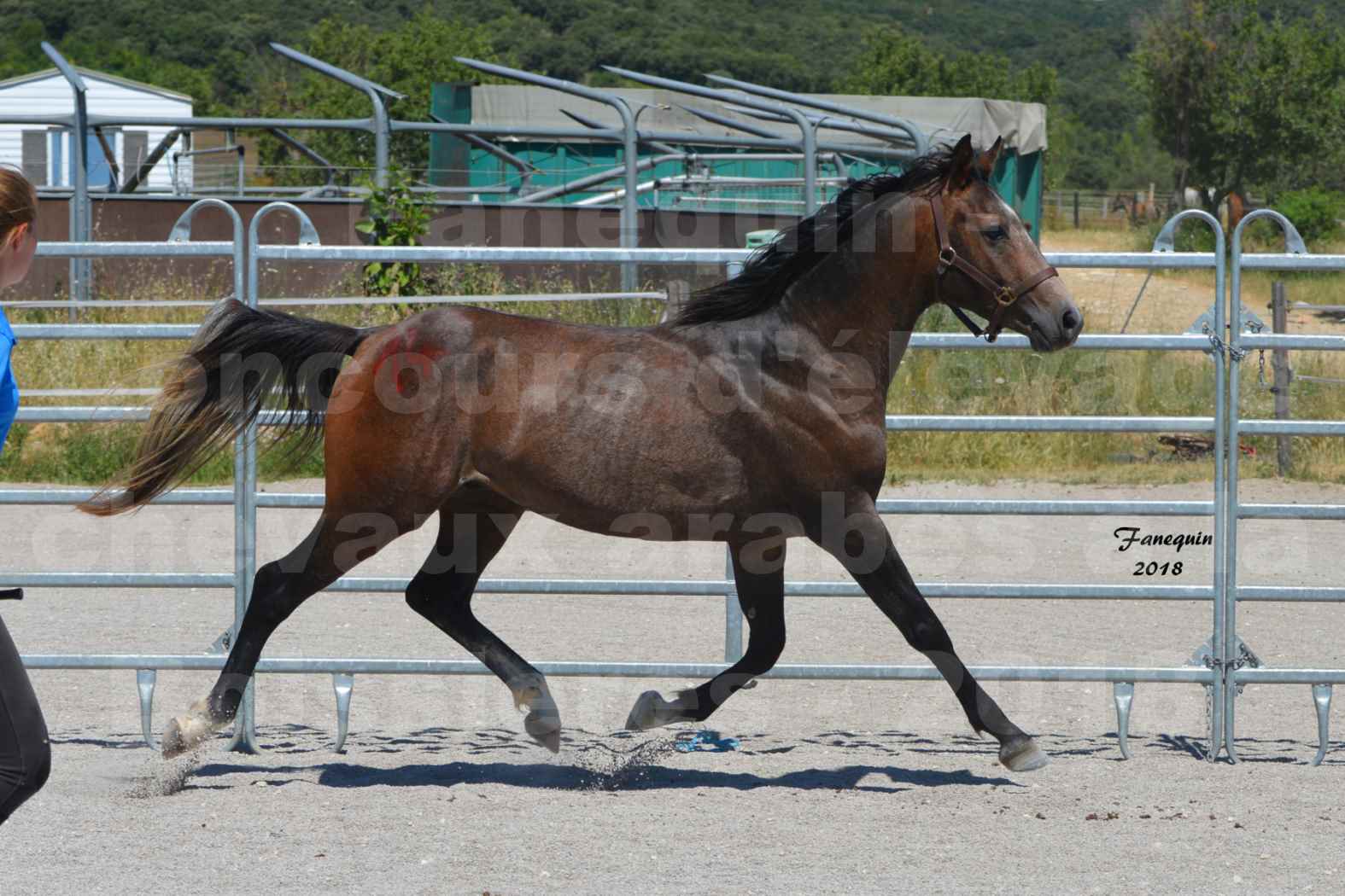 Concours d'Elevage de chevaux Arabes  le 27 juin 2018 à la BOISSIERE - DORKKAN DE FIGNOLS - 12