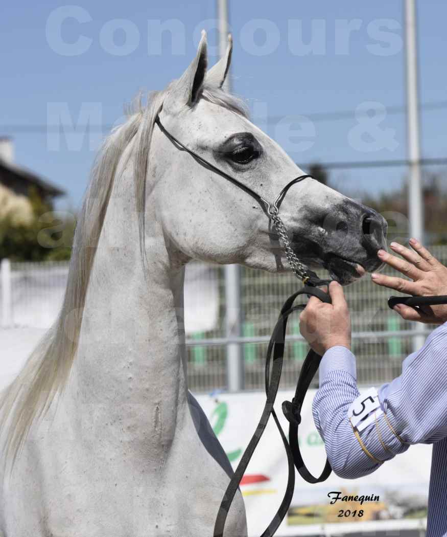 Concours d'élevage de Chevaux Arabes - Demi Sang Arabes - Anglo Arabes - ALBI les 6 & 7 Avril 2018 - FEDORA DE LAFON - Notre Sélection - Portrait