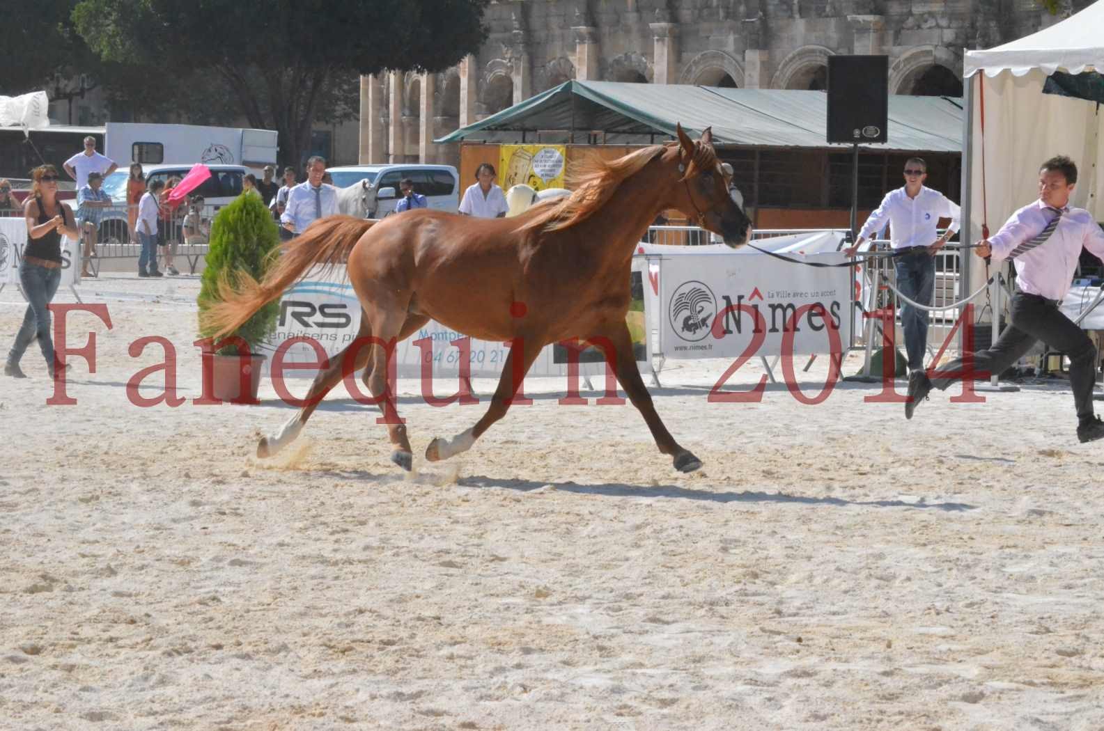 Concours National de Nîmes de chevaux ARABES 2014 - Championnat - MASSAI DE BARREL - 09