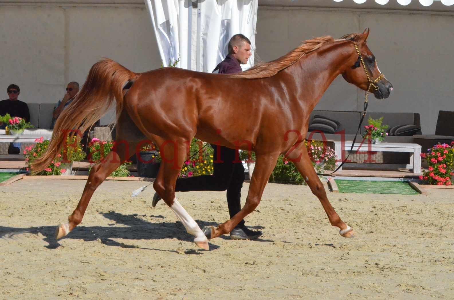 Championnat de FRANCE 2014 - Amateurs - SELECTO IBN SAMAWI - 044