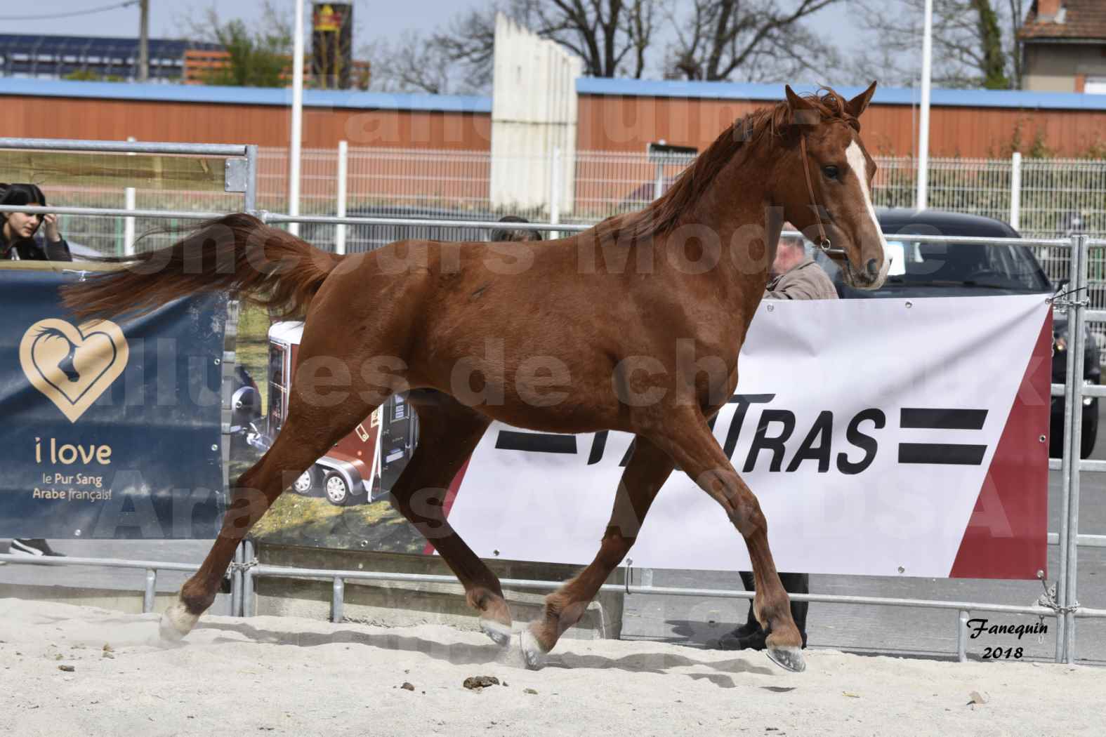 Concours d'élevage de Chevaux Arabes - D. S. A. - A. A. - ALBI les 6 & 7 Avril 2018 - FLEURON CONDO - Notre Sélection - 1