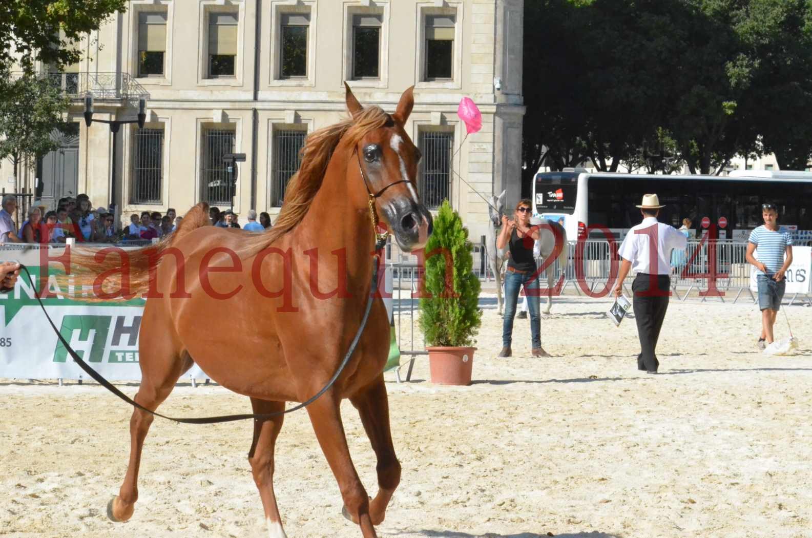 Concours National de Nîmes de chevaux ARABES 2014 - Championnat - MASSAI DE BARREL - 69