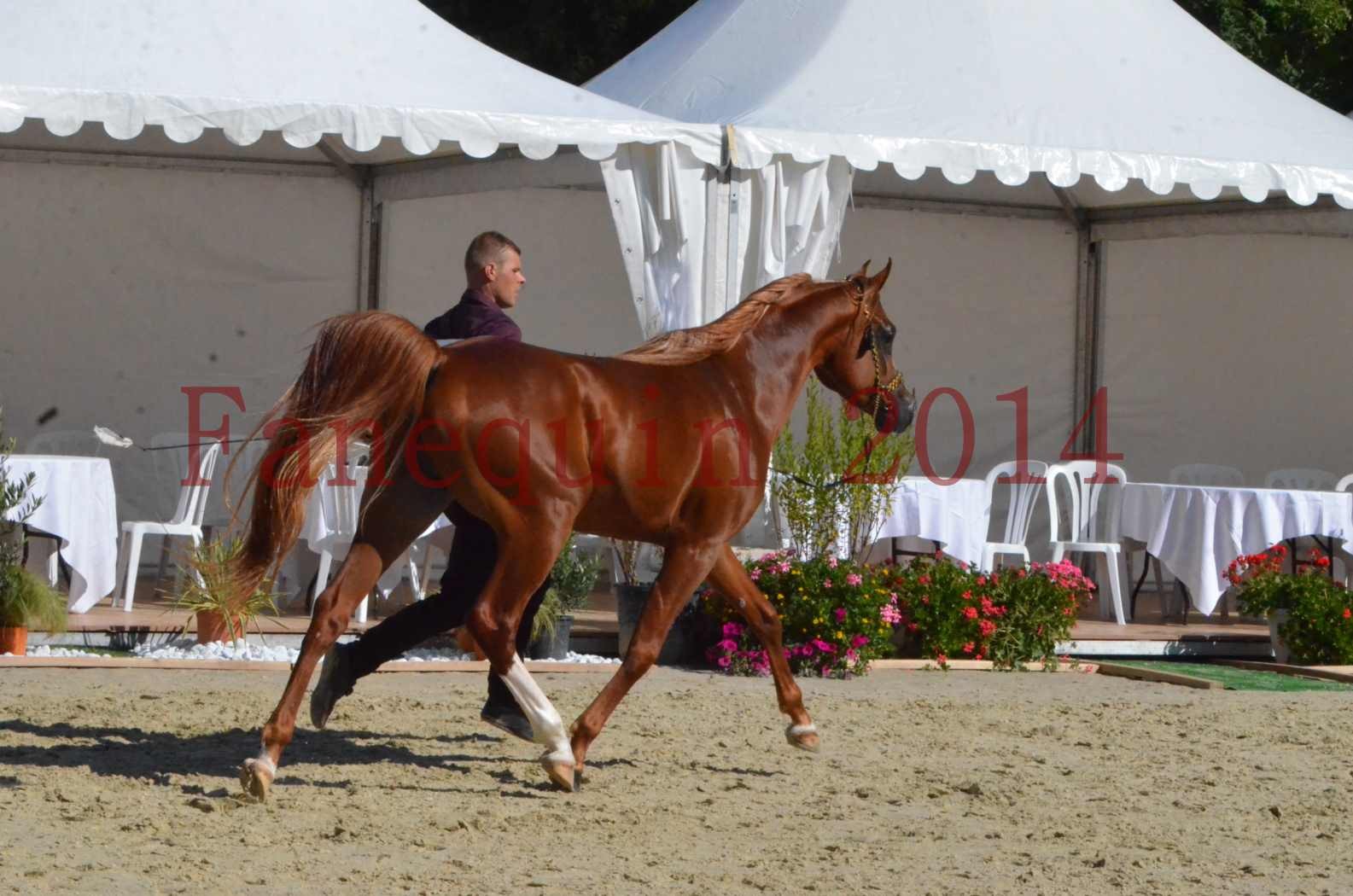 Championnat de FRANCE 2014 - Amateurs - SELECTO IBN SAMAWI - 051