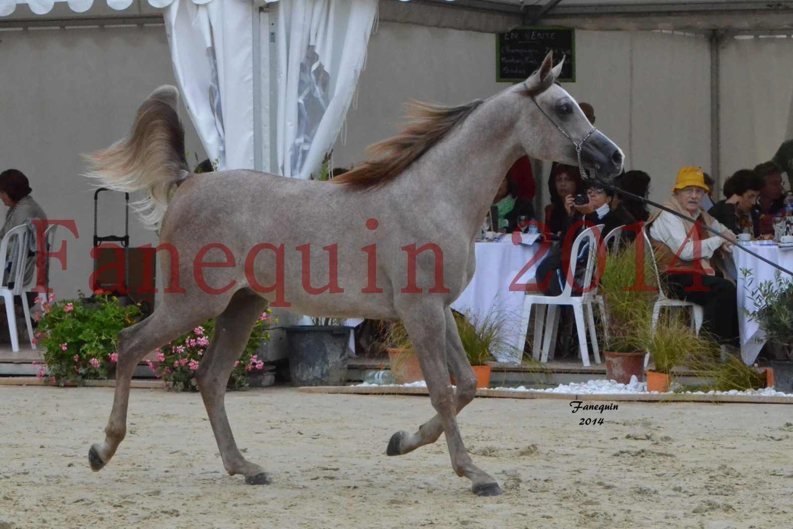 CHAMPIONNAT DE FRANCE 2014 A POMPADOUR - Notre Sélection - ANWAR ISHANE - 3