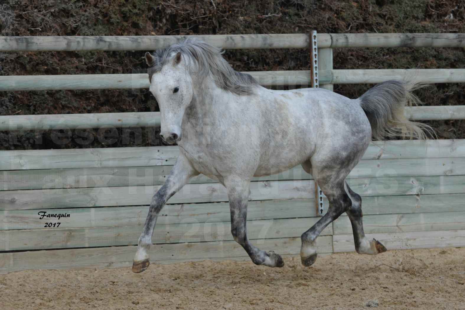 Présentation d’Étalons aux Haras d'UZES - présentation en liberté - ZA'IM AL HFIFA - 3