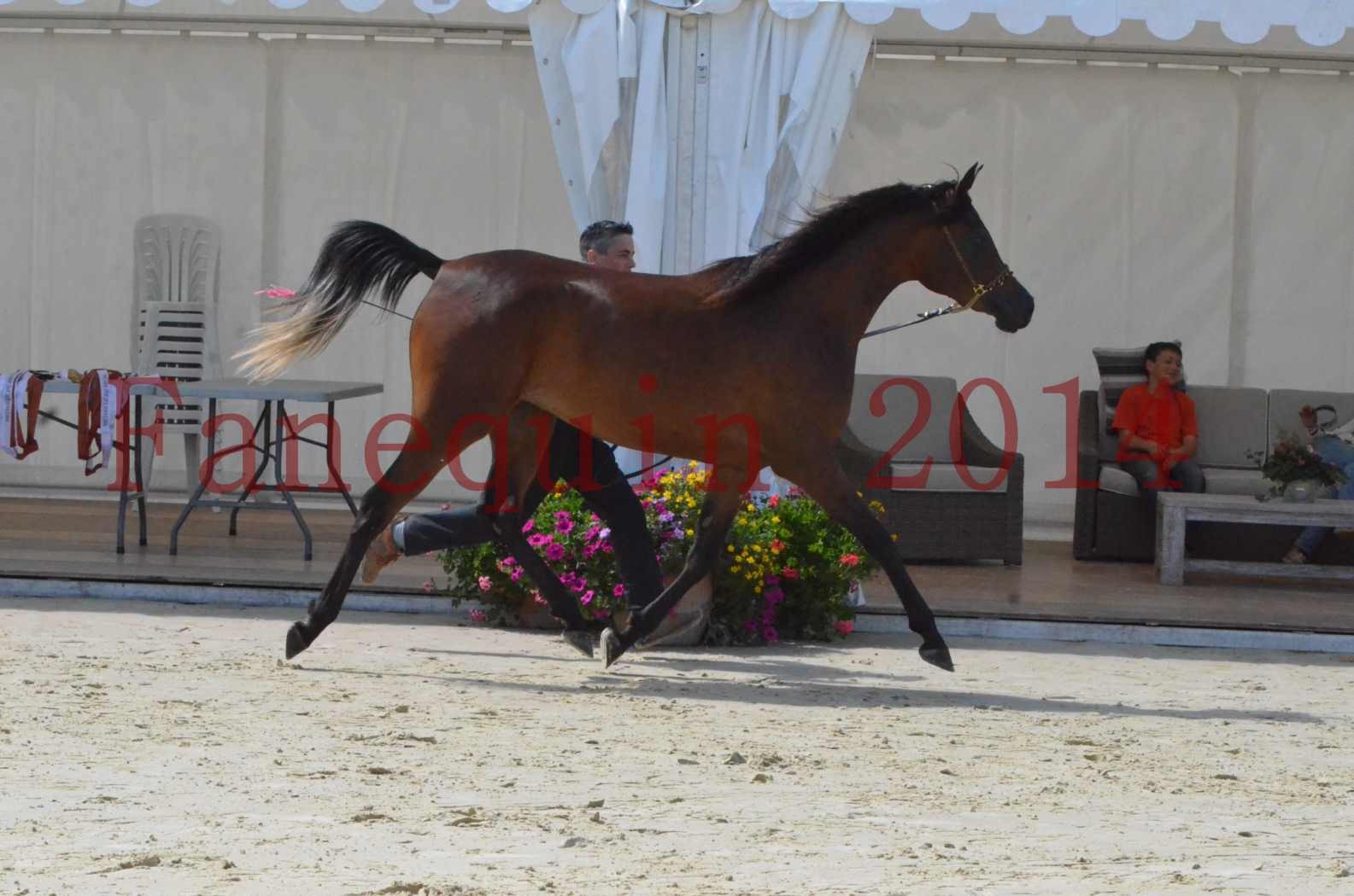 Championnat de FRANCE 2014 - Amateurs - KAL'ELLE D'ELHORIA - 52