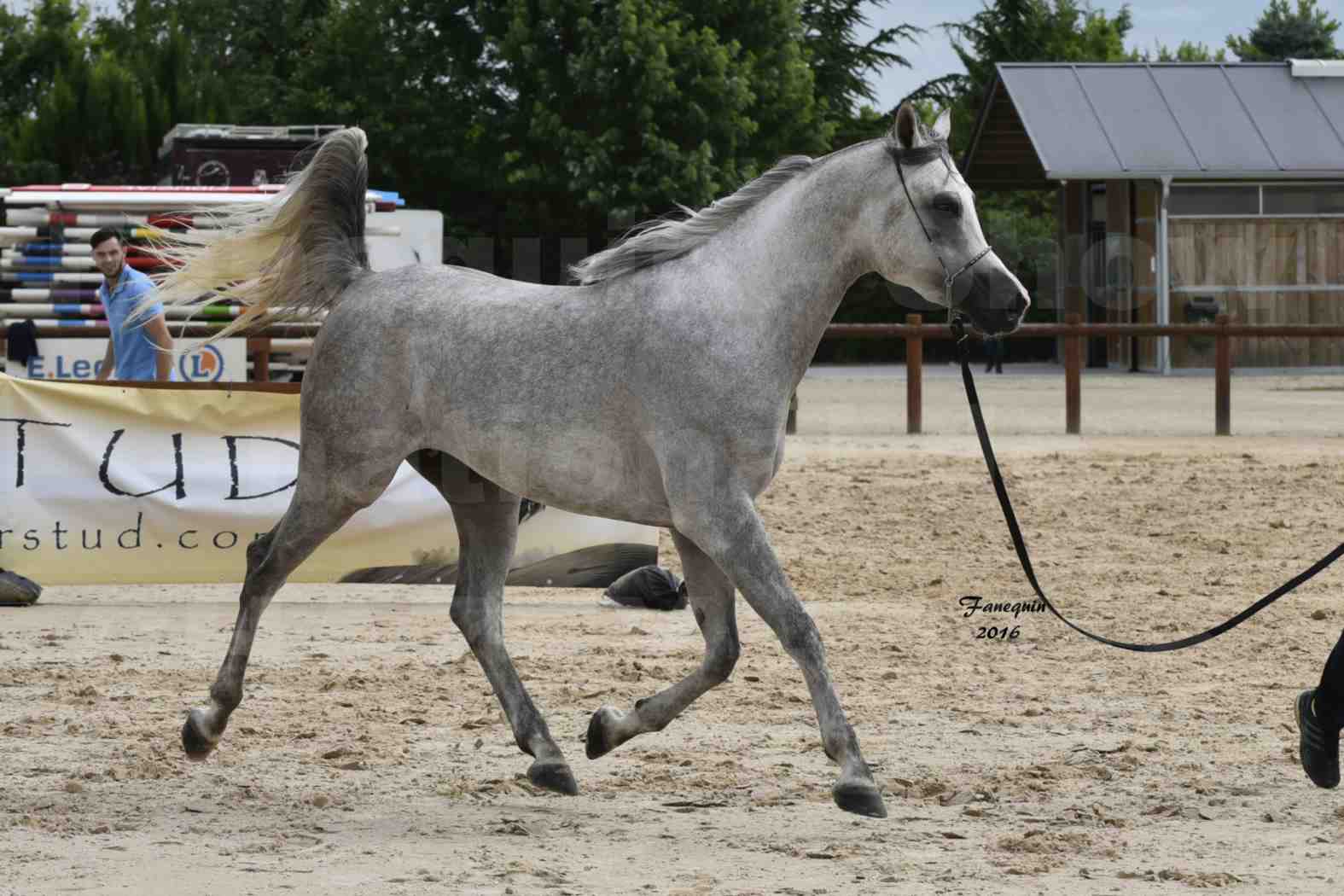 Show national de chevaux arabe à CHAZEY sur AIN - ANWAR ISHANE - 1