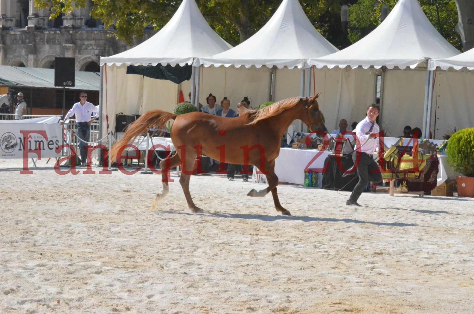 Concours National de Nîmes de chevaux ARABES 2014 - Championnat - MASSAI DE BARREL - 13