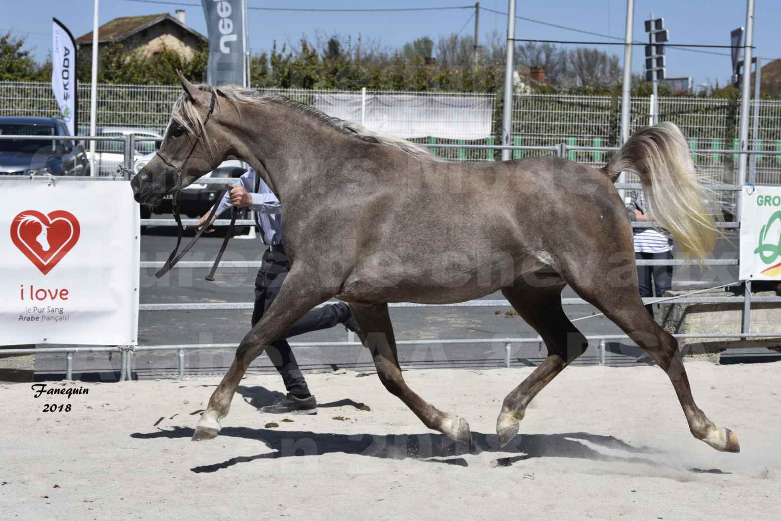 Concours d'élevage de Chevaux Arabes - Demi Sang Arabes - Anglo Arabes - ALBI les 6 & 7 Avril 2018 - DAENERYS DE LAFON - Notre Sélection - 02