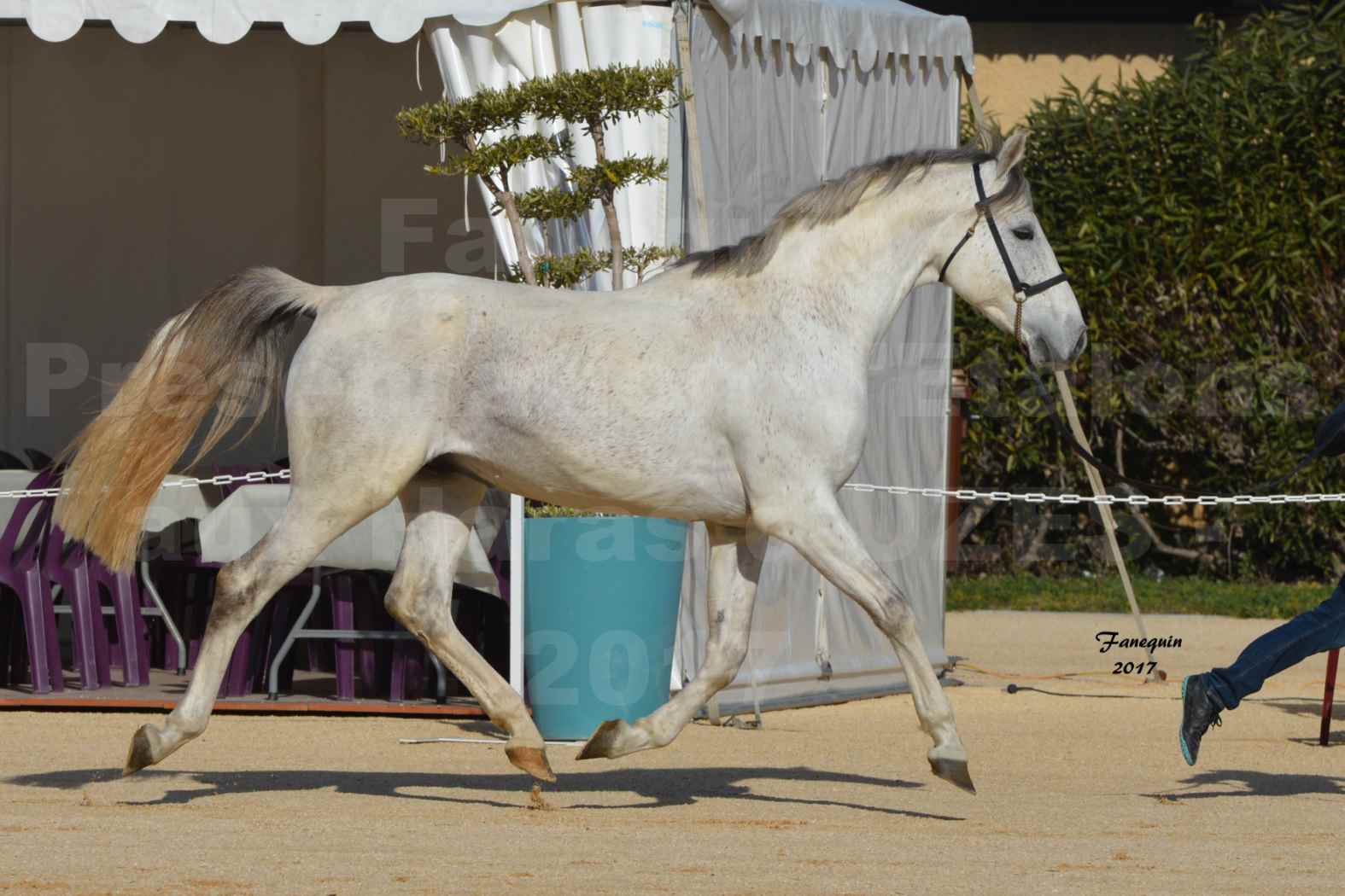 Présentation d’Étalons aux Haras d'UZES - AFTER DE SAULARIE - 3