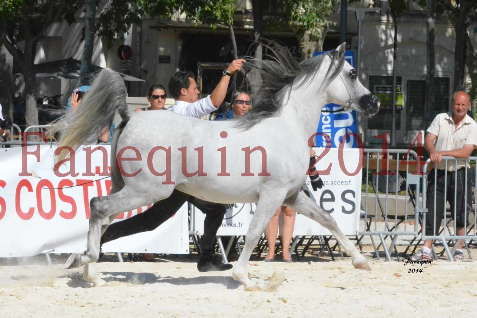 Concours National de Nîmes de chevaux ARABES 2014 - Notre Sélection - SHAOLIN DE NEDJAIA - 16