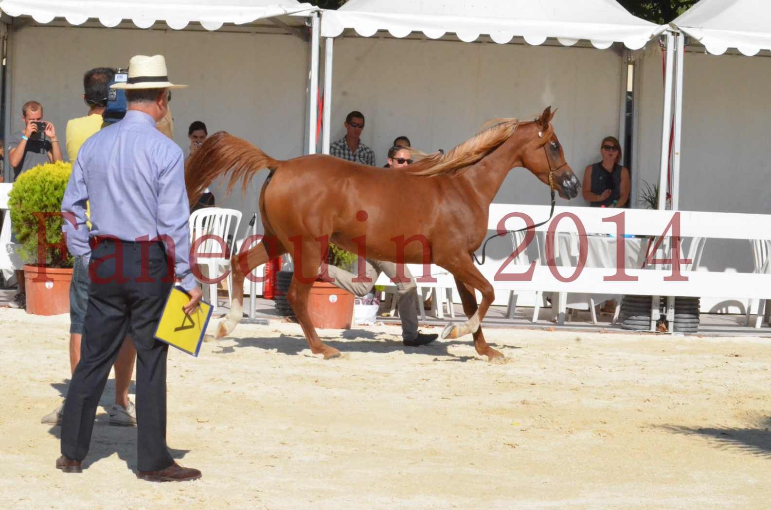 Concours National de Nîmes de chevaux ARABES 2014 - Championnat - MASSAI DE BARREL - 54