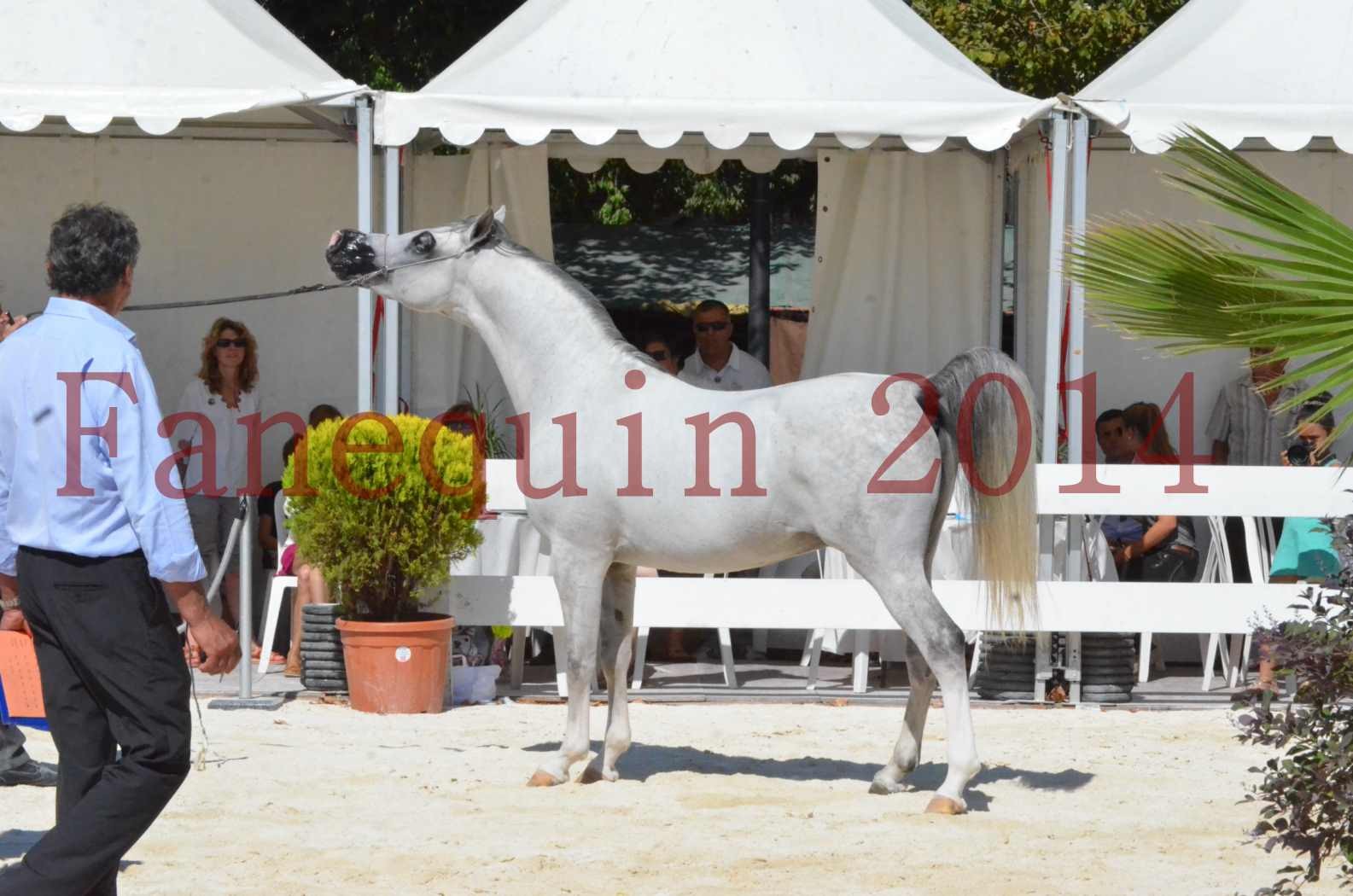 Concours National de Nîmes de chevaux ARABES 2014 - Sélection - SHAOLIN DE NEDJAIA - 68