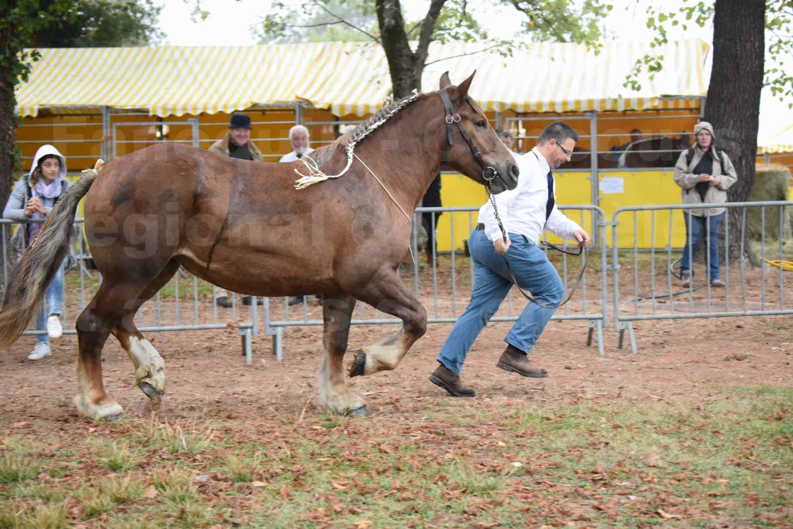 Concours Régional de chevaux de traits en 2017 - Trait BRETON - FINNE DE SAND - 06