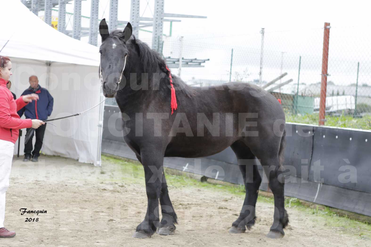 Concours Régional "OCCITANIE" de Chevaux de Traits à REQUISTA en 2018 - GRIOTTE DU FIOU - 4