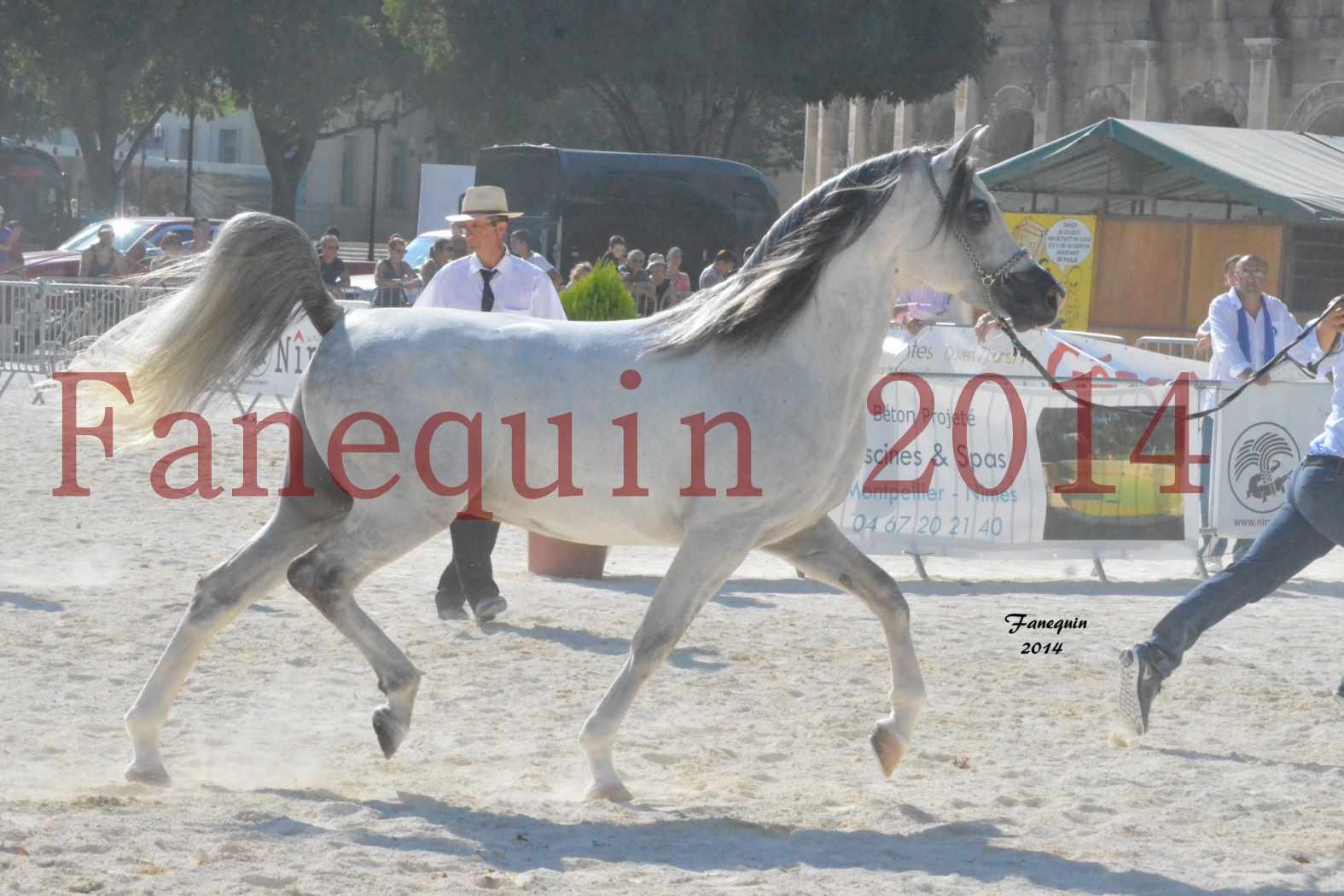 Concours National de Nîmes de chevaux ARABES 2014 - Notre Sélection - SHAOLIN DE NEDJAIA - 23