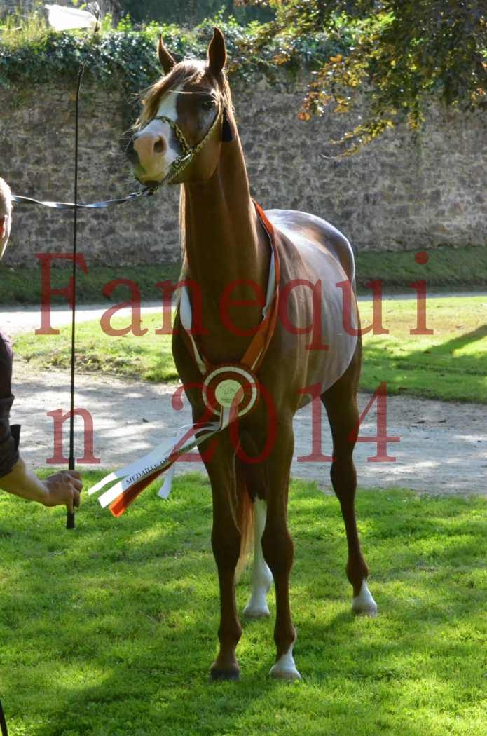 Championnat de FRANCE 2014 - Amateurs - SELECTO IBN SAMAWI - 192